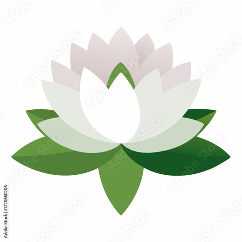 nymphaea alba (European White Waterlily) flower vector on white