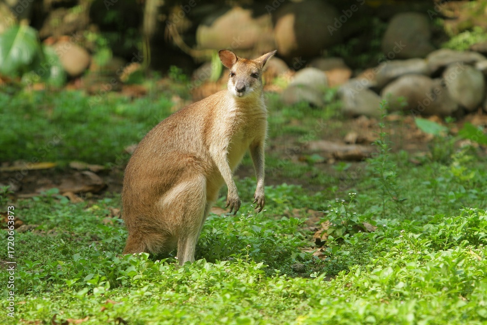 Fototapeta premium an agile wallaby looks on curiously
