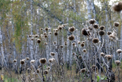 dry grass in the wind