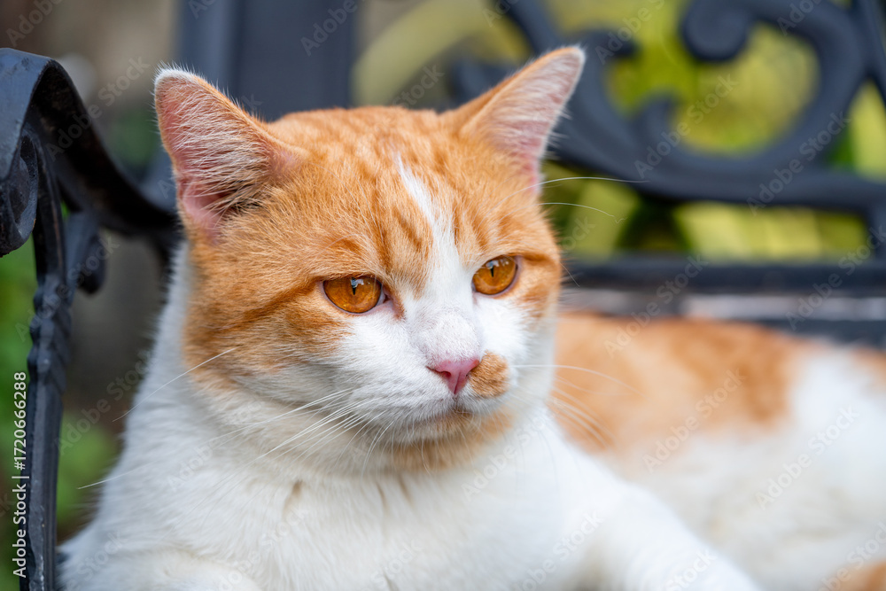 Fototapeta premium Close up, Orange tabby cat face relaxing peacefully on the floor enjoying a peaceful moment, a perfect moment of feline calm and nature.