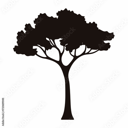 Silhouette of a deciduous tree with a wide canopy and spreading branches