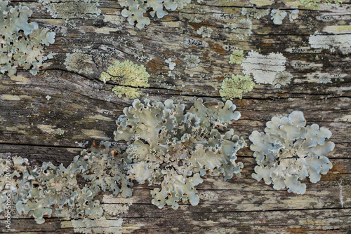Wallpaper Mural Close-up of lichen growing on an old timber log Torontodigital.ca