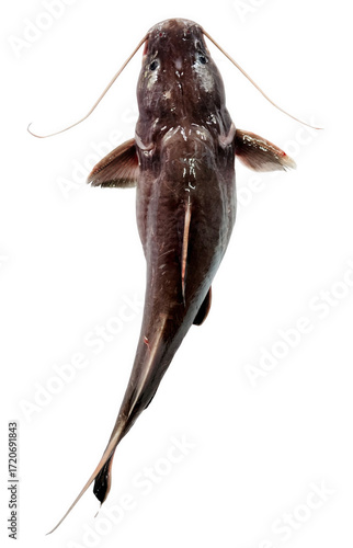 Crystal eye catfish