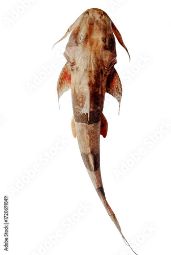 Bagarius catfish
