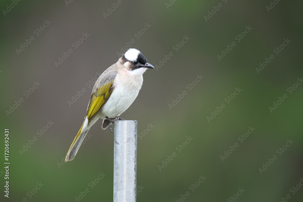 Obraz premium Light-vented Bulbul Perched on Metal Pole in Taipei City