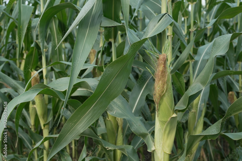 Obraz premium young corn cobs and green leaves on a field background close-up. Corn farm. A selective focus picture of corn cob in organic corn field. concept of good harvest, agricultural. farmland
