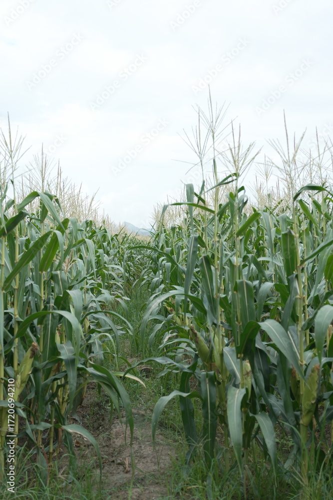 Obraz premium young corn cobs and green leaves on a field background close-up. Corn farm. A selective focus picture of corn cob in organic corn field. concept of good harvest, agricultural. farmland