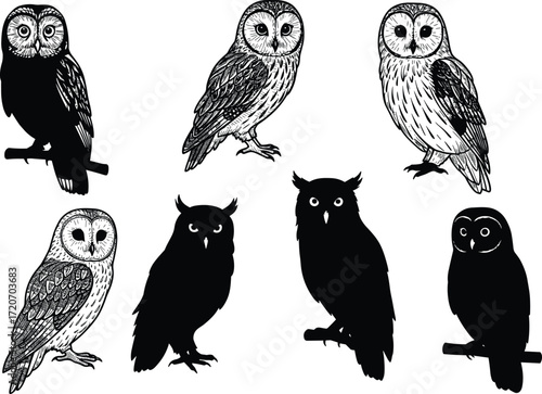 Collection of owl bird silhouettes and detailed illustrations perched on branches, nocturnal wildlife raptors with feathers, talons, wings, and eyes.