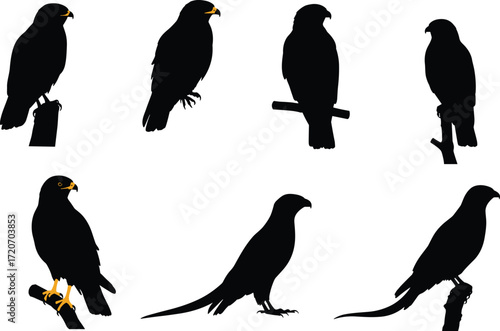 Collection of perched eagle and hawk bird silhouettes with sharp beaks and strong talons isolated on white background for wildlife illustration.