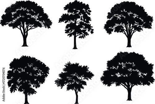 Collection of six detailed broadleaf tree silhouettes with various canopy shapes and branch styles, vector illustration for nature landscapes.