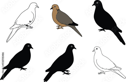 Set of mourning dove bird illustrations including silhouette, outline drawing, and colored vector designs for wildlife, nature, and educational projects.