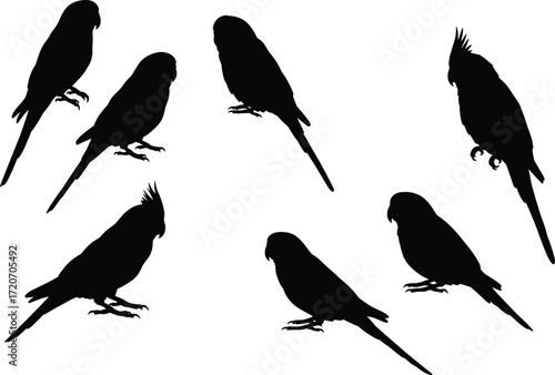 Set of parrot and cockatiel bird silhouettes in different poses, vector illustrations for wildlife, tropical animals, pets, and design.