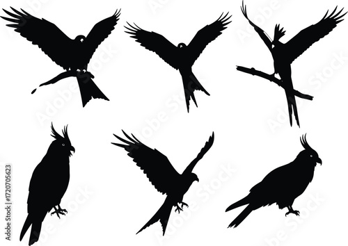 Set of parrot and cockatoo bird silhouettes in flying and perched poses with spread wings, crests, and tropical exotic style.