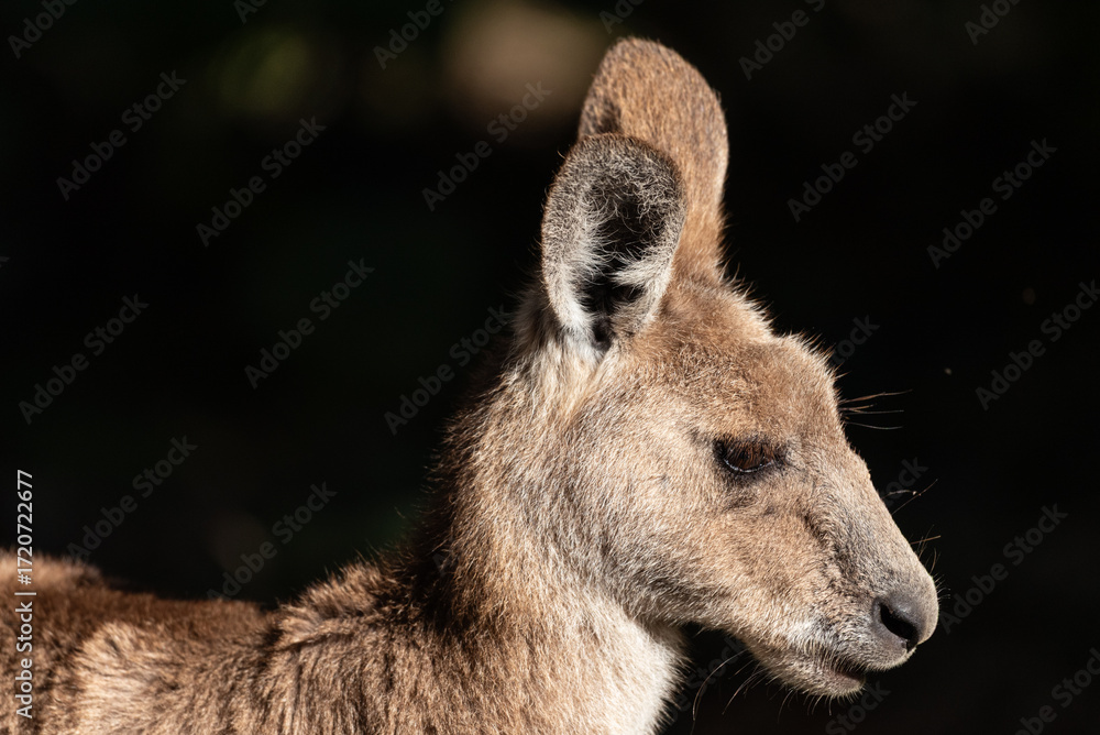 Fototapeta premium A profile portrait of an eastern grey kangaroo in Queensland, Australia.