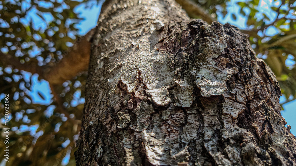 Obraz premium old tree trunk