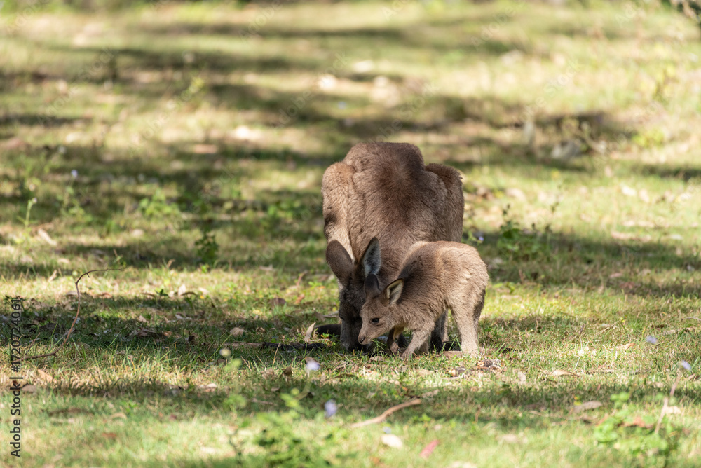 Naklejka premium Eastern grey kangaroo with her adolescent joey grazing in a grassy field. Queensland, Australia.