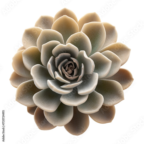 High-resolution close-up of a blue-teal echeveria succulent forming a perfect rosette with textured, fleshy leaves, isolated