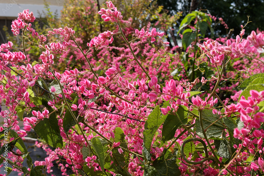 Obraz premium Antigonon leptopus. Bright pink tiny not blooming flowers in a vine like plant during a sunny day