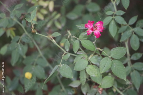 Wallpaper Mural Beautiful Pink Rose Flower Blooming in Garden with Green Leaves in Natural Outdoor Light Torontodigital.ca
