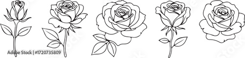 Rose Sketches: Delicate line drawings of blooming roses with intricate details, offering a timeless elegance and perfect for artistic creations.