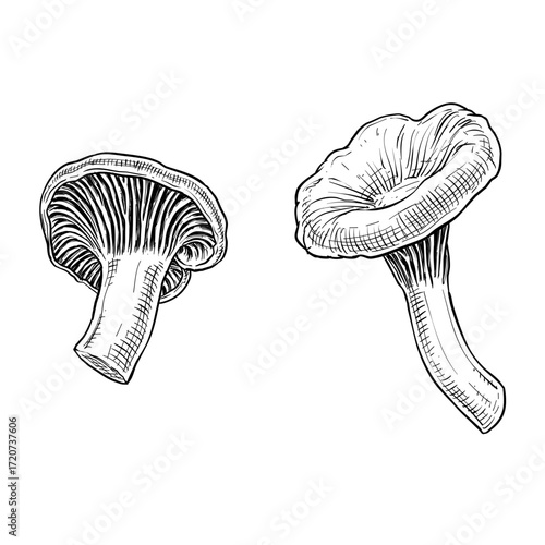 chanterelle mushroom vector line art hand drawn illustration