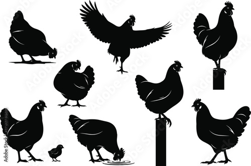 Chicken silhouette set, black, flying, pecking, perched, walking, chick included, vector, isolated farm bird behavior and posture bundle