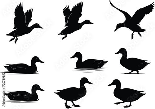 Duck silhouette set, black, flying, swimming, walking, water ripples, vector, isolated bird behavior and posture illustration bundle