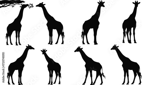 Giraffe silhouette set, black, standing, feeding from tree, neck variations, vector, isolated African wildlife posture illustration bundle