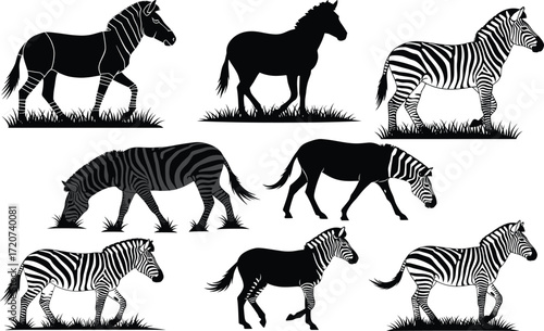 Horse and zebra illustration set, black and white, walking, grazing, standing, silhouette comparison, vector animal posture bundle