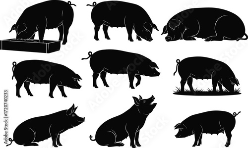 Pig silhouette set, black, eating, walking, lying, grazing, sitting, sniffing, trough feeding, vector, isolated farm animal posture bundle