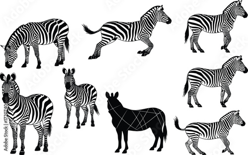 Zebra illustration set, black and white, standing, walking, grazing, silhouette with geometric overlay, vector, stylized animal posture bundle