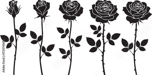 Rose Bloom Cycle: An elegant illustration shows the stages of a rose, starting from bud to full bloom, in striking black and white.