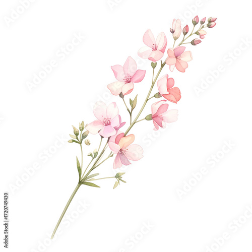 Delicate Floral Elegance Isolated On White Background: A captivating close-up of a graceful pink flower stem, painted in watercolor style, showcases soft petals and subtle hues. 