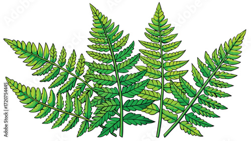 Lush green fern fronds with detailed leaves nature
