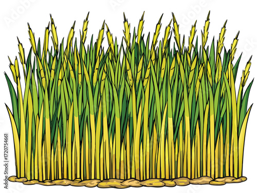Tall green and yellow stalks with pointed tips growing from sandy ground grass nature