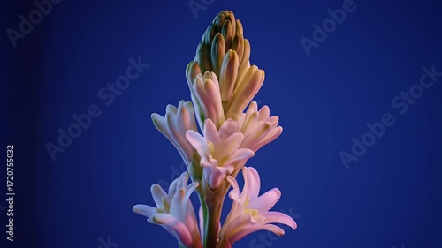 Close Up of White Tuberose Flower Against Gradient Blue Purple Background