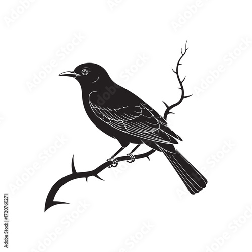 blackbird isolated on white background