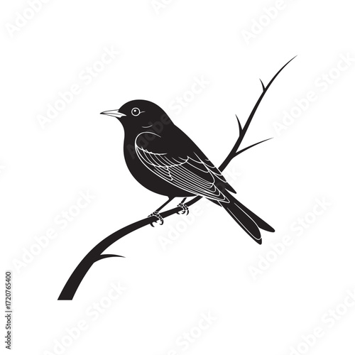 blackbird on a branch