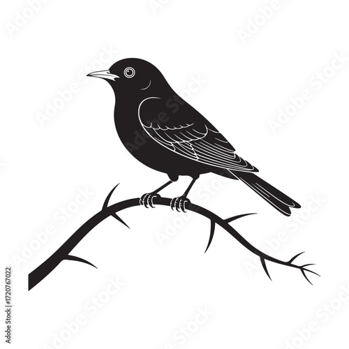 blackbird on a branch