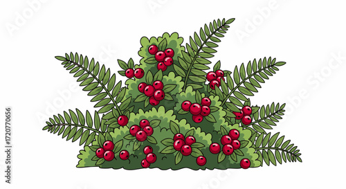 A decorative arrangement of ferns and holly berries on a white background