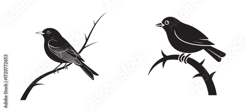 Bird Silhouette Isolated on White Background