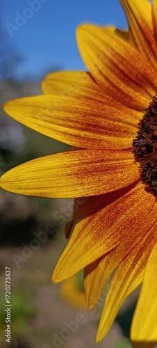 yellow flower on blue background