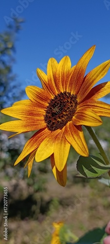sunflower on blue sky