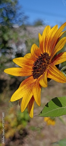 sunflower in the sky