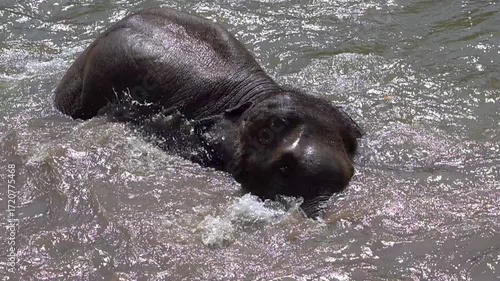 Cute Asian elephant enjoy in water while taking a bath in Chiang Mai, Thailand.