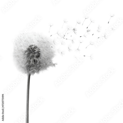 Wallpaper Mural Dandelion seeds dispersing in the wind nature minimalist isolated on transparent background Torontodigital.ca