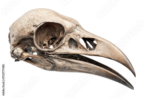 Exquisite bird skull display museum natural history isolated on transparent background