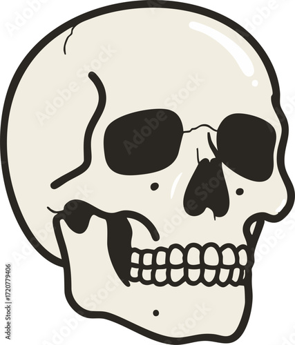 Human Skeleton