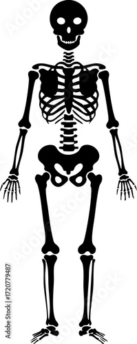Human Skeleton