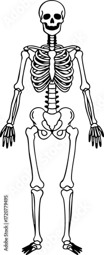 Human Skeleton